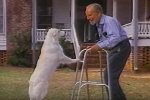 [Video] Những bộ phim cảm động về sự trung thành của loài chó