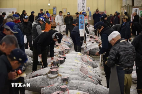 Cá ngừ đại dương đông lạnh được bày bán tại chợ ở Tokyo, Nhật Bản ngày 5/1. (Nguồn: AFP/TTXVN)