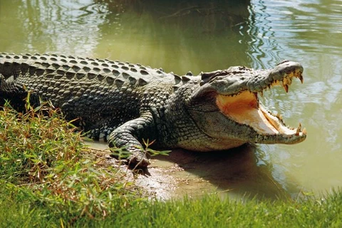 Cà Mau: Người dân phát hiện cá sấu nằm ven bờ sông Ông Đốc