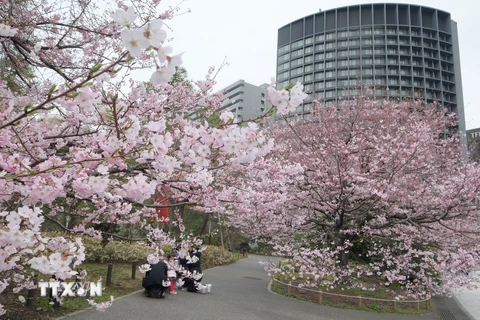 [Photo] Say đắm vẻ đẹp của hoa anh đào trên đường phố Nhật Bản