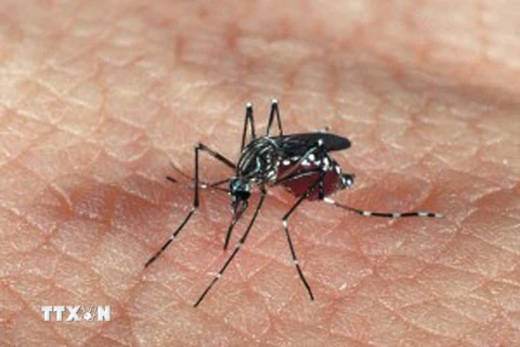  Muỗi Aedes aegypti. (Nguồn: Genetic Literacy Project/TTXVN)