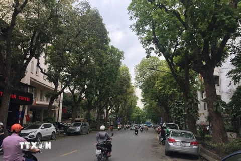 Hàng cây trên đường Trần Hưng Đạo (Trong đó có sưa đỏ). (Ảnh Nguyễn Dũng/TTXVN)