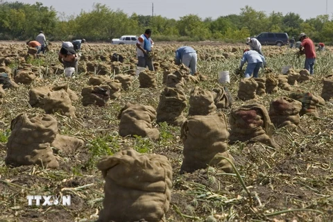 Nông dân thu hoạch hành tây tại Texas, Mỹ. (Nguồn: AFP/TTXVN)
