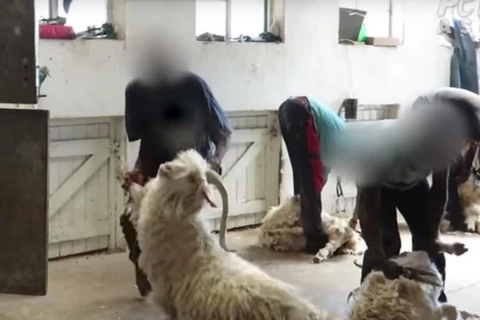 Dê angora bị ngược đãi để khai thác lông làm len. (Nguồn: independent.co.uk)