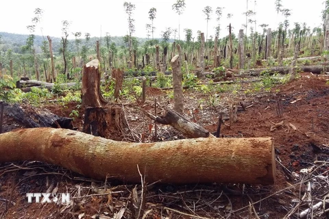 Tình trạng phá rừng, lấn chiếm và mua bán đất rừng tại xã Quảng Sơn, huyện Đắk Glong diễn ra công khai, gây bức xúc trong dư luận. (Ảnh: Ngọc Minh/TTXVN)
