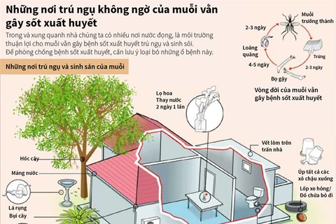 [Infographics] Loại bỏ nơi trú ngụ của muỗi vằn gây sốt xuất huyết