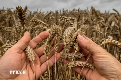 Cánh đồng lúa mì tại Godewaersvelde, Pháp. (Nguồn: AFP/TTXVN)