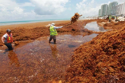 Tảo đuôi ngựa đang gây thảm họa sinh thái cho các vùng bờ biển Mexico. (Nguồn: reefcentral.com)