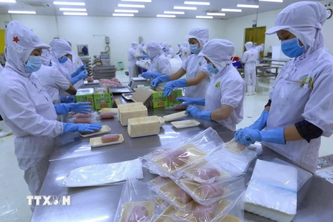 Chế biến cá thát lát xuất khẩu tại Công ty CP Thực phẩm Phạm Nghĩa. (Ảnh: Vũ Sinh/TTXVN)