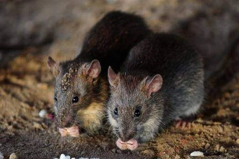 [Video] Loài chuột lan tràn khắp Paris, số lượng đông hơn người