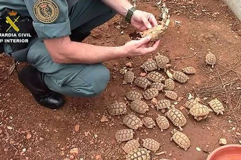 Những con rùa được nuôi trong trang trại. (Nguồn: phys.org)