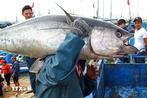 Ngư dân Phú Yên đánh bắt cá ngừ đại dương. (Ảnh: Thế Lập/TTXVN)
