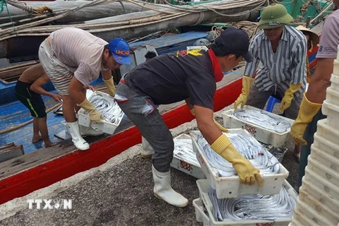 Ngư dân Nghệ An đánh bắt cá hố xuất khẩu. (Ảnh: Nguyễn Oanh/TTXVN)