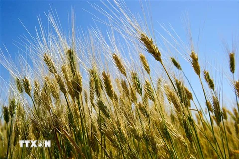 Lúa mì trên cánh đồng tại Tioga, Bắc Dakota, Mỹ. (Nguồn: AFP/TTXVN)