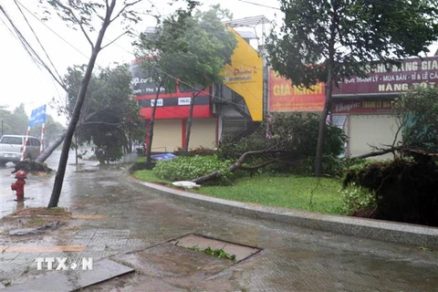 Cây xanh gãy đổ tại góc đường Lê Lợi-Lê Hồng Phong, thành phố Vũng Tàu. (Ảnh: Đoàn Mạnh Dương/TTXVN)
