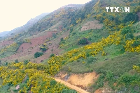 [Video] Ngây ngất với thảm hoa dã quỳ vàng rực núi đồi Điện Biên