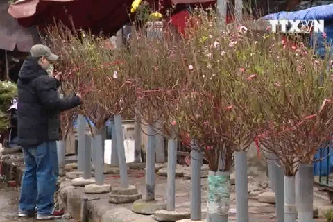[Video] Chợ hoa Quảng Bá tràn ngập hoa đào, ngỡ như Tết sắp về