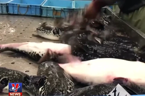 [Video] Nhật Bản cấm bán cá nóc đột biến do biến đổi khí hậu