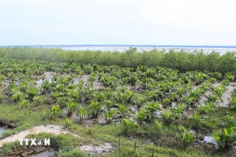 Rừng trồng ngập mặn ven phá Tam Giang ở huyện Quảng Điền, Thừa Thiên-Huế. (Ảnh: Hồ Cầu/TTXVN)