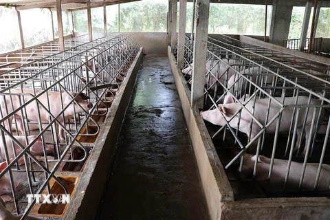 Đàn lợn chuẩn bị xuất chuồng của một hộ chăn nuôi tại Bạc Liêu. (Ảnh: Huỳnh Sử/TTXVN)