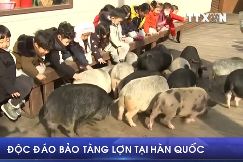 [Video] Du khách thích thú khám phá bảo tàng lợn tại Hàn Quốc