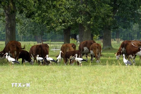 Bò được chăn thả trên đồng cỏ gần Warsaw, Ba Lan. (Ảnh: AFP/TTXVN)