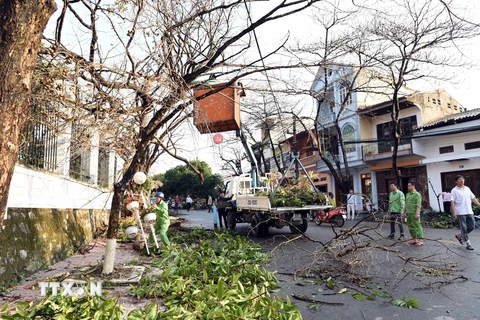 [Photo]Tuyên Quang: Lốc xoáy nhổ bật cây xanh, thổi tung nhiều nóc nhà