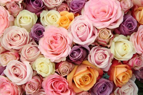 [Video] Thông điệp thú vị đằng sau mỗi màu sắc của hoa hồng