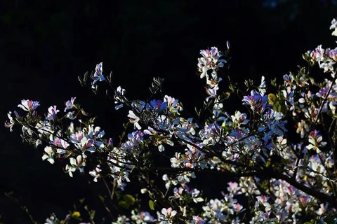 [Video] Đắm say với loài hoa lãng mạn nhất núi rừng Tây Bắc