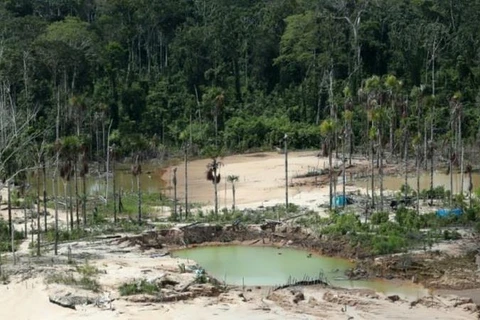 Nhiều hecta rừng ở Peru mất trắng vì nạn khai thác vàng. (Nguồn: AFP)
