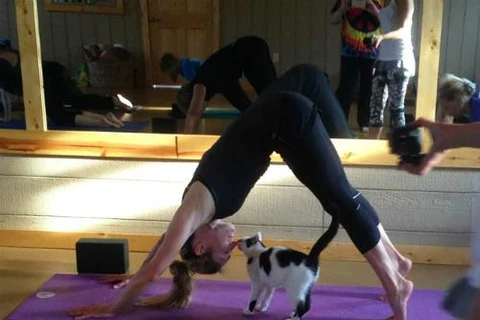 [Video] Thú vị lớp học yoga đặc biệt cùng những chú mèo