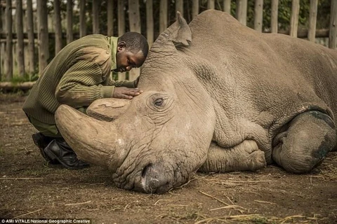Cái chết của con tê giác trắng Bắc Phi đực cuối cùng ở Kenya đặt dấu chấm hết cho sự tồn tại của loài động vật này trên Trái Đất. (Nguồn: National Geographic Creative)