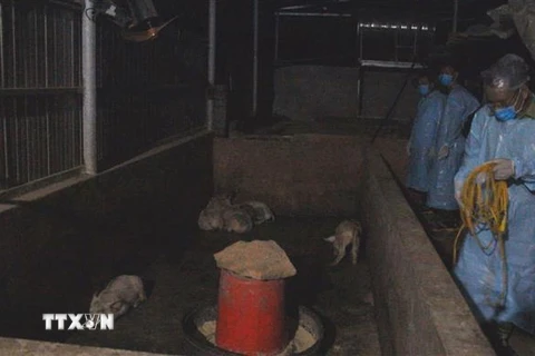 Đàn lợn của gia đình ông Tô Duy Tòng tại bản Quỳnh 2, xã Châu Bình, huyện Quỳ Châu dương tính với dịch tả lợn châu Phi. (Ảnh: TTXVN)