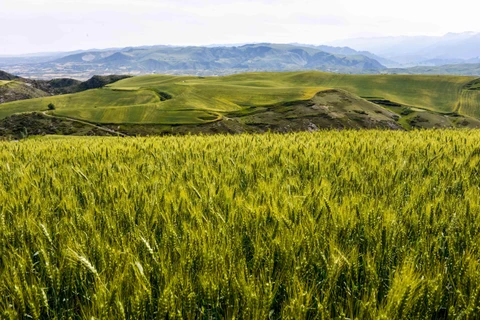 Một cánh đồng lúa mì ở Xương Cát, phía tây bắc khu tự trị Tân Cương, Trung Quốc. (Ảnh: THX/TTXVN)