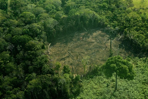 Nhiều diện tích rừng bị chặt phá tại khu vực Tây Amazon, Brazil. (Ảnh: AFP/TTXVN)