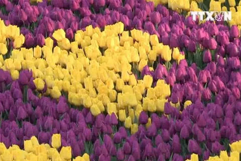 [Video] Đến Thổ Nhĩ Kỳ chiêm ngưỡng thảm hoa Tulip lớn nhất thế giới 