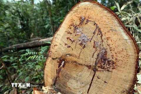 Một cây gỗ lớn bị đốn hạ. Ảnh minh họa. (Nguồn: TTXVN)