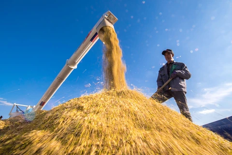 Thu hoạch lúa trên cánh đồng ở tỉnh Cát Lâm, đông bắc Trung Quốc, ngày 17/9/2018. (Ảnh: THX/ TTXVN)