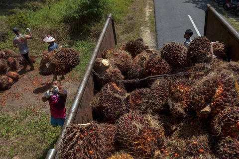 Nông dân thu hoạch quả cọ tại Kampar, tỉnh Riau, Malaysia. Ảnh: AFP/ TTXVN)