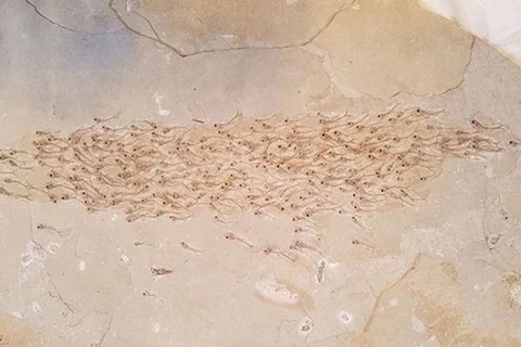 Mẫu vật hóa thạch của đàn cá cổ đại ở thế Thủy Tân. (Nguồn: IFL Science)