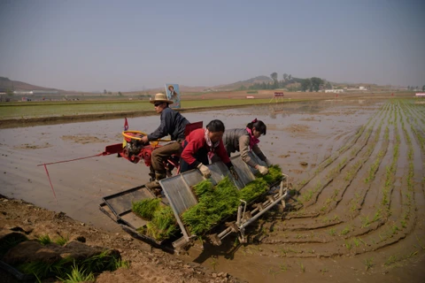 Nông dân trồng lúa trên cánh đồng ở Chongsan-ri, Triều Tiên ngày 12/5/2019. (Ảnh: AFP/TTXVN)