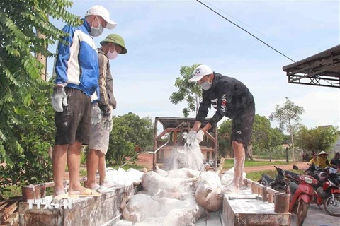Chuẩn bị đưa lợn bệnh đi tiêu hủy tại tỉnh Đắk Lắk.( Ảnh: Phạm Cường/TTXVN)