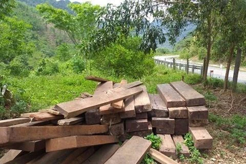 Tang vật gỗ khai thác lậu tại Quảng Bình. (Ảnh minh họa: Đức Thọ/TTXVN)