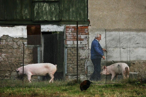 Lợn được nuôi tại trang trại ở làng Golema Rakovitsa, Bulgaria. (Ảnh: AFP/ TTXVN)