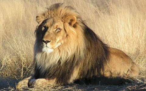 Sư tử Nam Phi. (Nguồn: thepetitionsite.com)