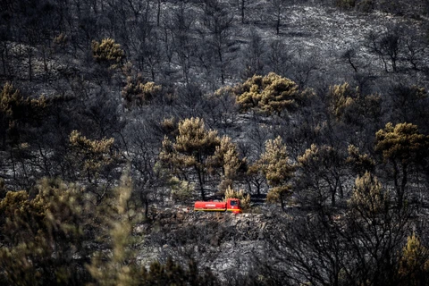 Cây cối bị thiêu rụi sau vụ cháy rừng ở ngoại ô thủ đô Athens, Hy Lạp ngày 12/8/2019. (Ảnh: AFP/TTXVN)