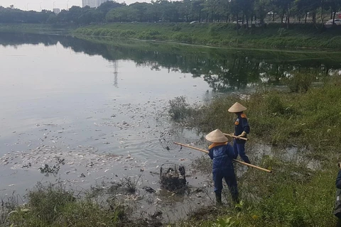 Công nhân Xí nghiệp quản lý cụm công trình đầu mối Yên Sở vớt cá chết để mang đi xử lý. (Ảnh Mạnh Khánh/TTXVN)