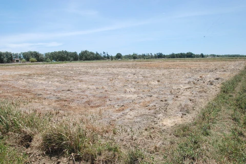 Thiếu nước sản xuất khiến nhiều diện tích đất trồng lúa tại tỉnh Quảng Trị bị bỏ hoang. (Ảnh: Thanh Thủy/TTXVN)