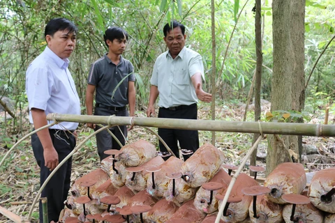 Kiểm tra mô hình trồng nấm Linh chi bán tự nhiên dưới tán rừng tại Vườn quốc gia Phước Bình. (Ảnh: Nguyễn Thành/TTXVN)