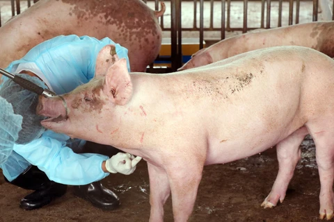 Lực lượng thú y lấy mẫu huyết thanh lợn đi xét nghiệm. (Ảnh: Công Thử/TTXVN)